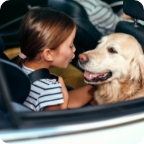 Child in a car gives a Golden Retriever a kiss.